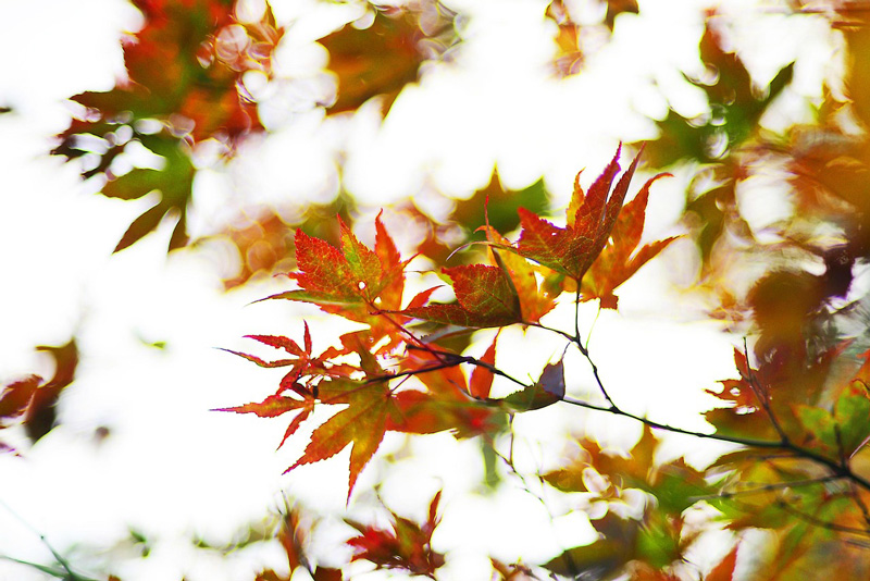 Kiddicraft Rabatt Herbst